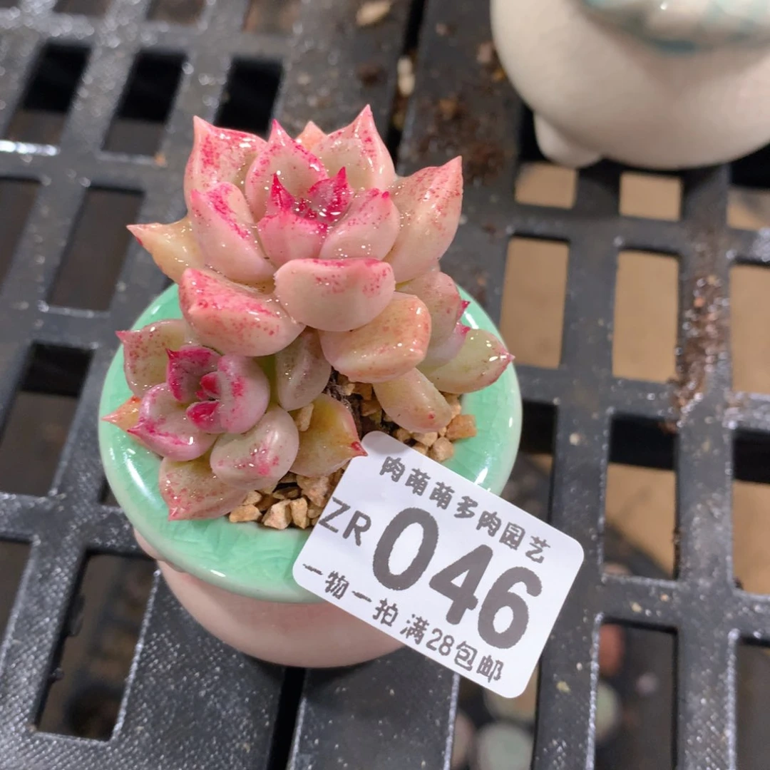 肉萌萌拇指盆精控多肉ZR046