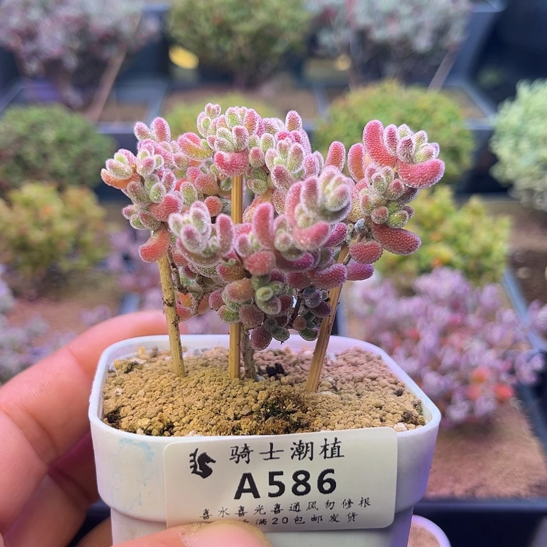 586优选冰晶枝干多肉