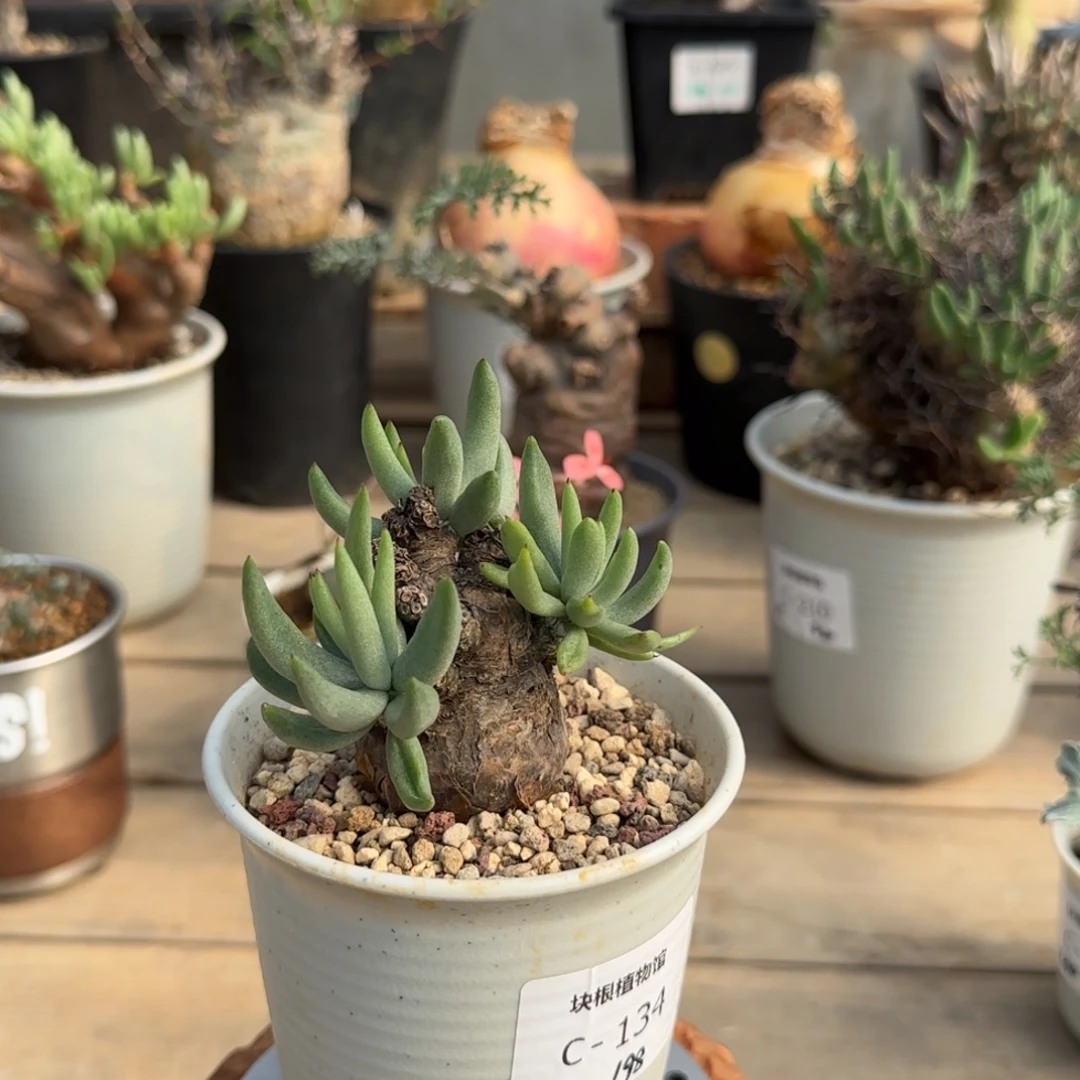 134白象奇峰锦不带盆