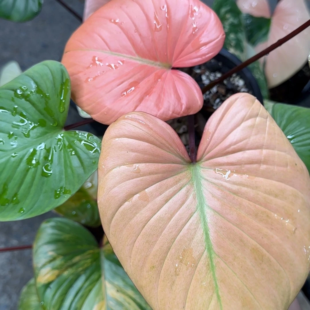 101-0102薄荷锦千年健