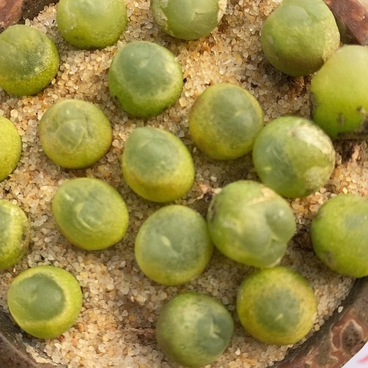 164紫皮拉登一颗。