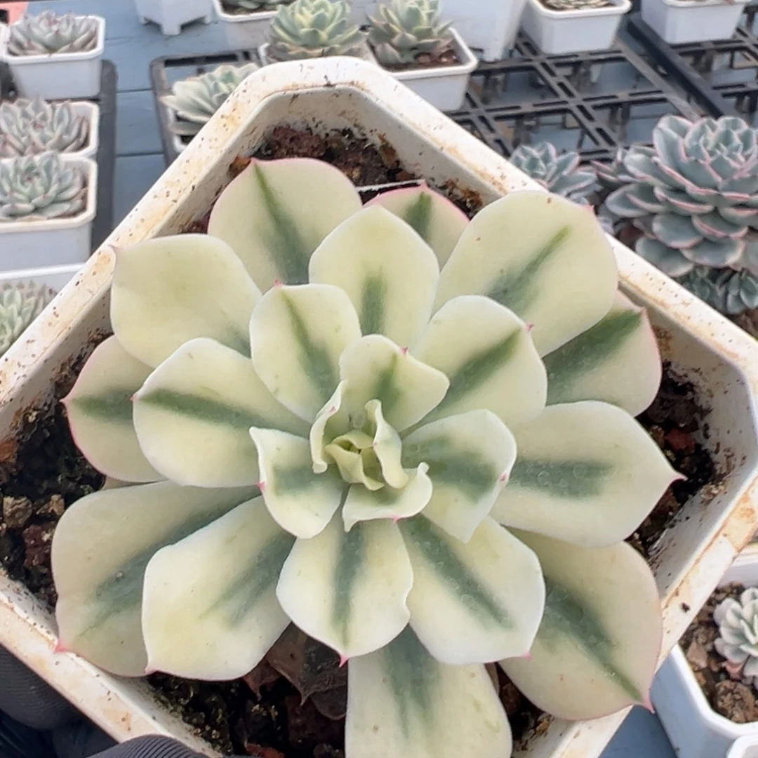 海啸锦，覆轮锦多肉