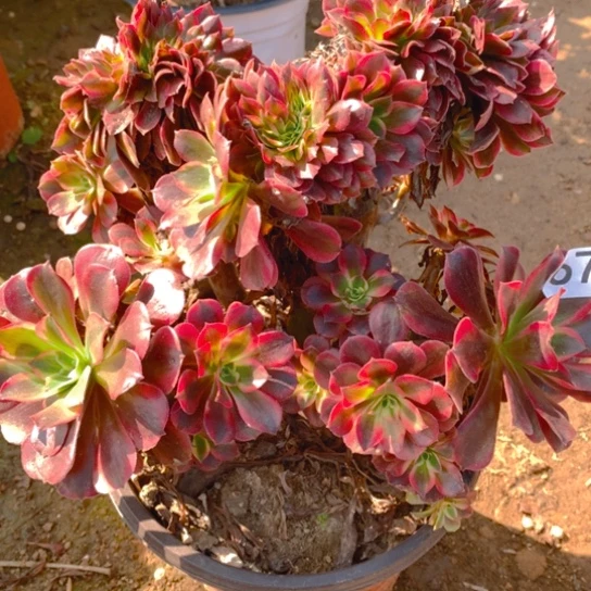 无花朵679多肉植物美杜莎坠