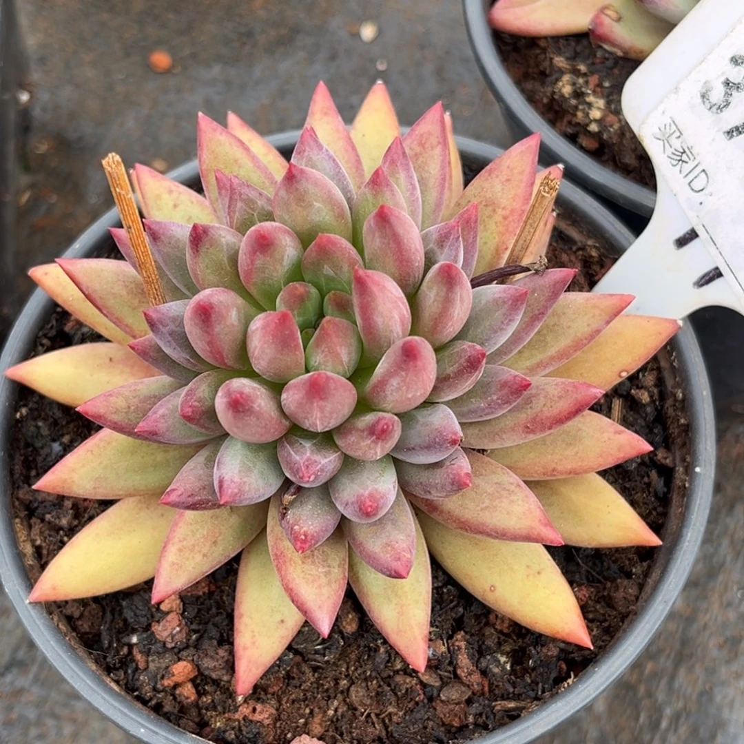 金***子虞美人多肉植物379