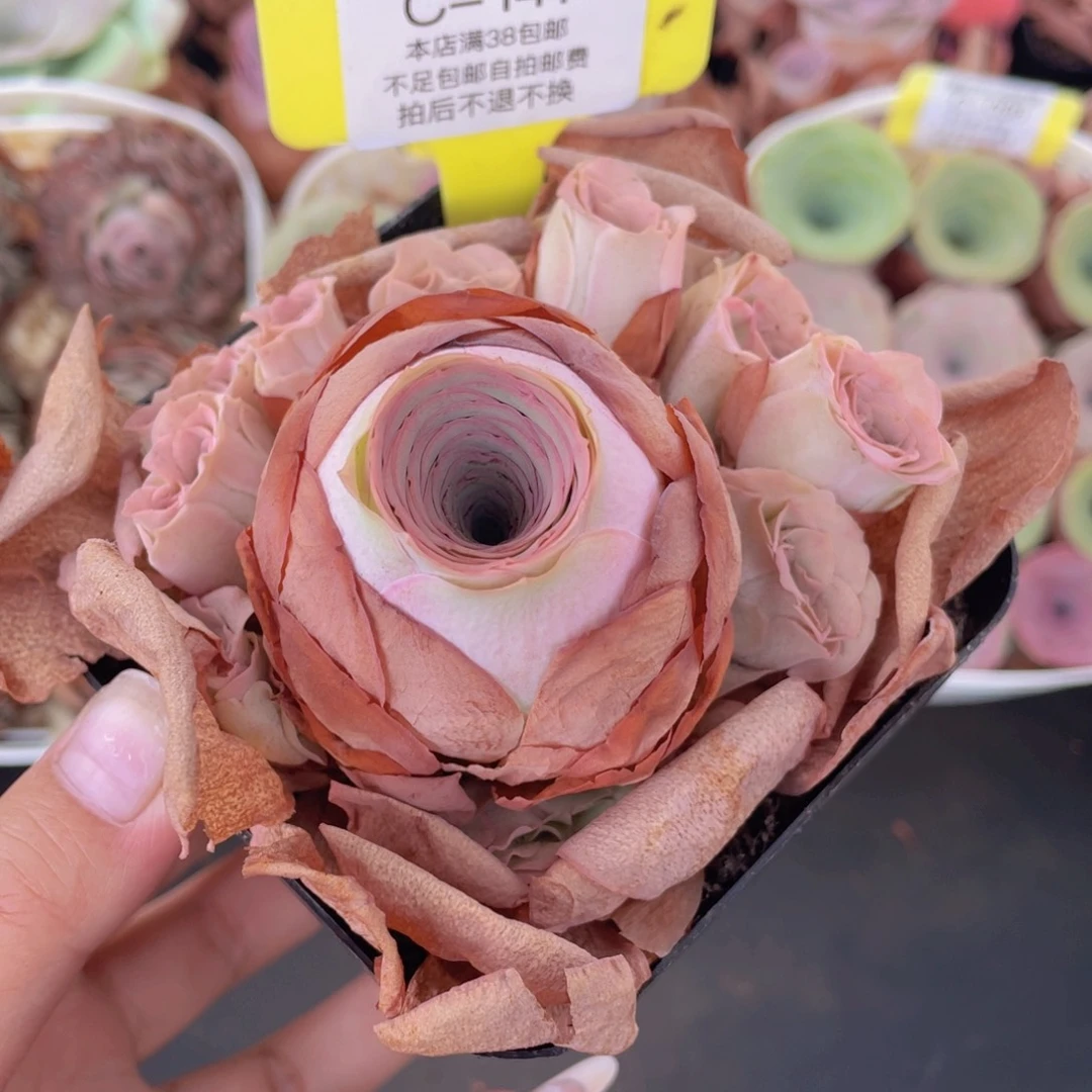 山地玫瑰C141满38包邮裸根发货