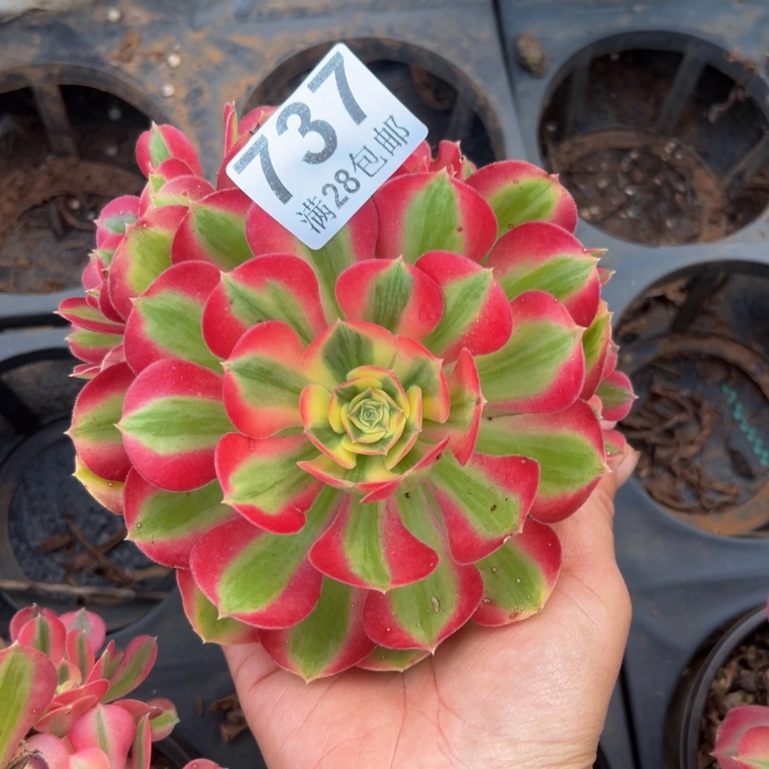 多肉植物737无售后