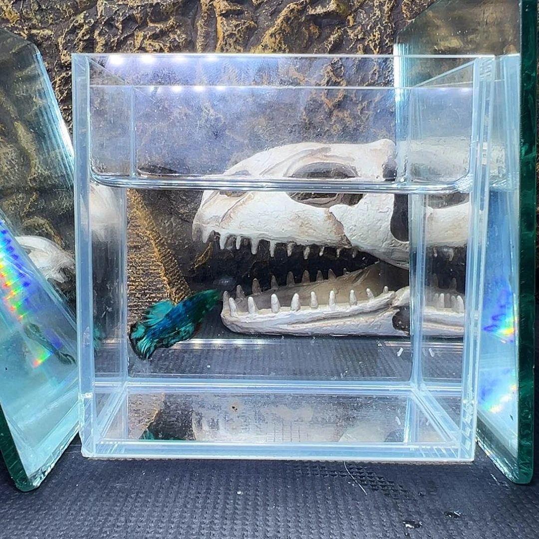 斗鱼精品精品精品精品精品精品