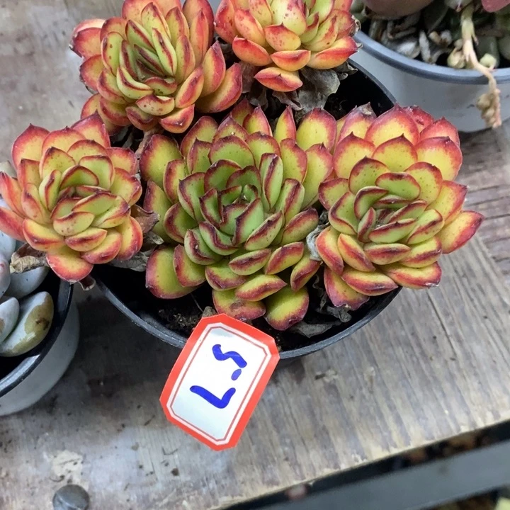 婵*一物一拍肉酱玫瑰57