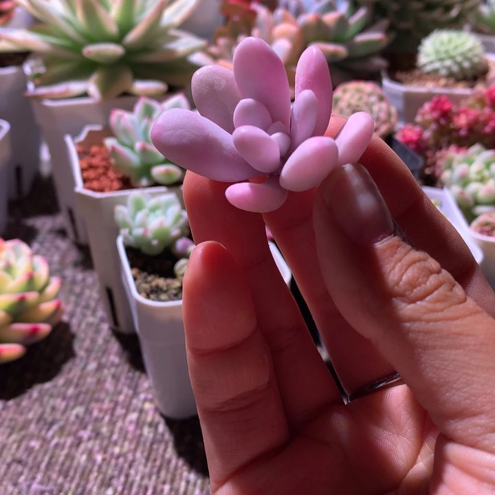 粉兔砍头有小杆子