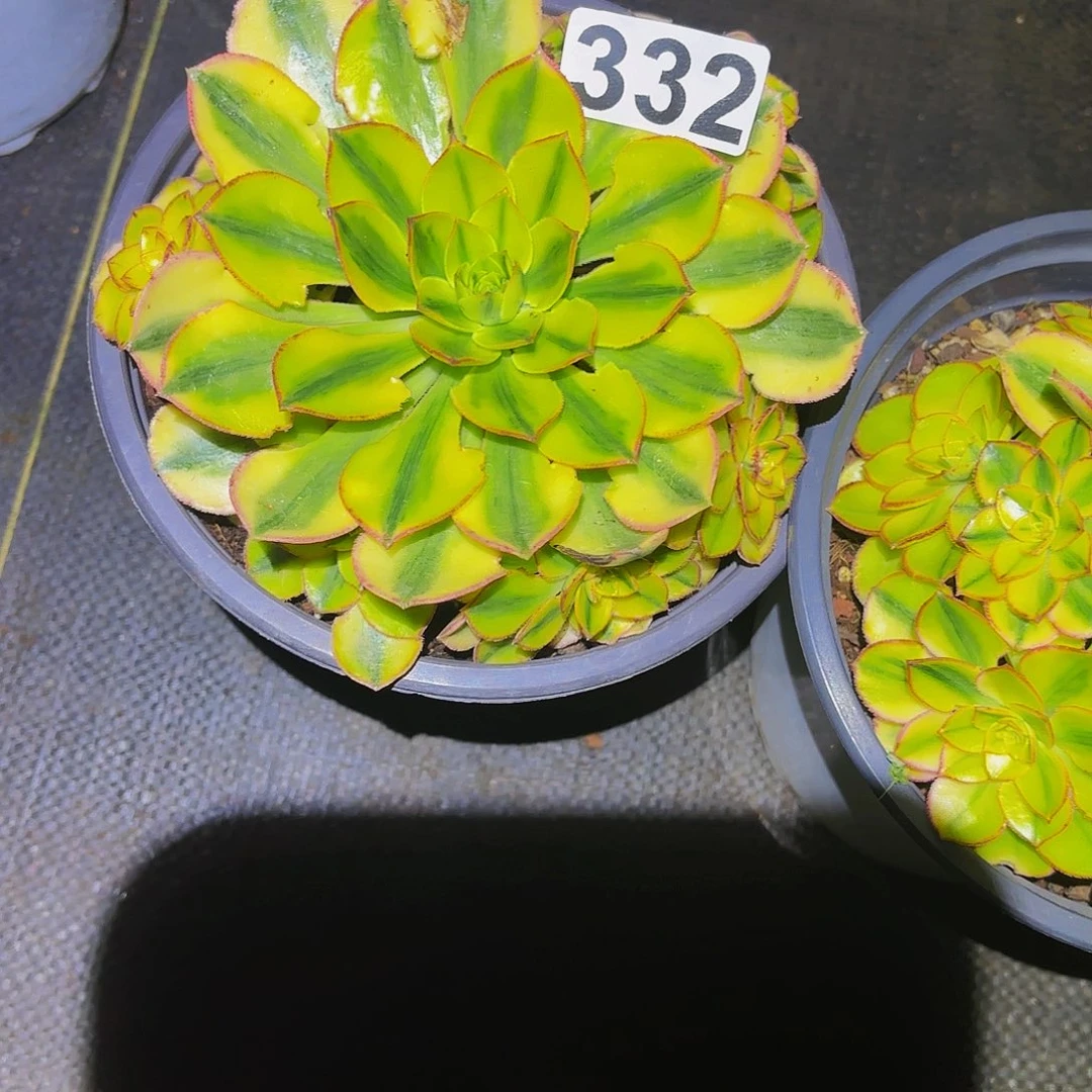 笑****332多肉植物植物发