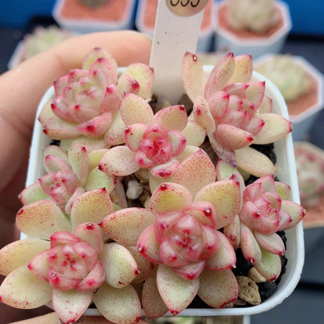 58包邮  群生不包整 珍妮群399