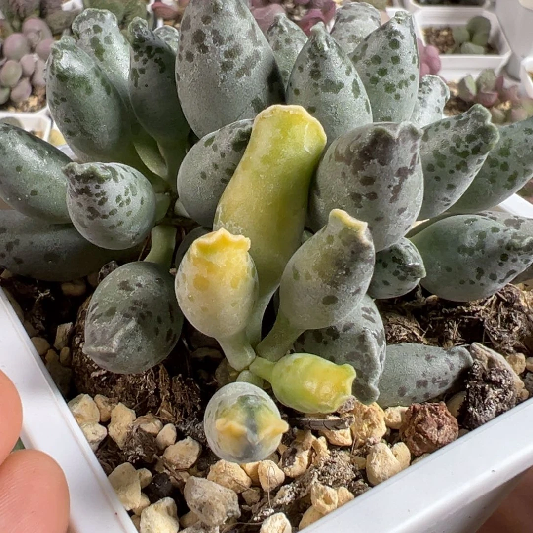 w十方盆海豹锦多肉植物水泡
