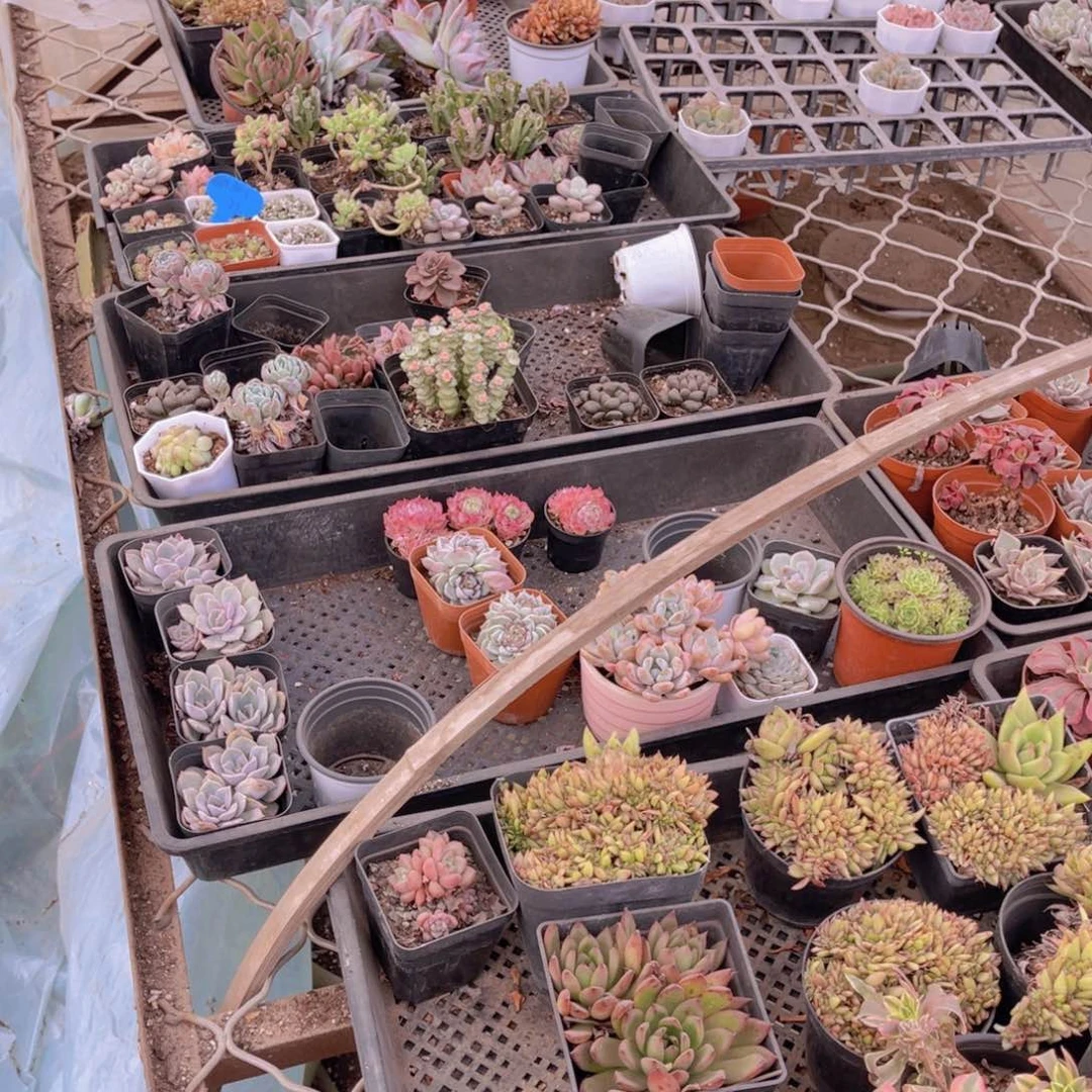 孤品12盆多肉植物带盆