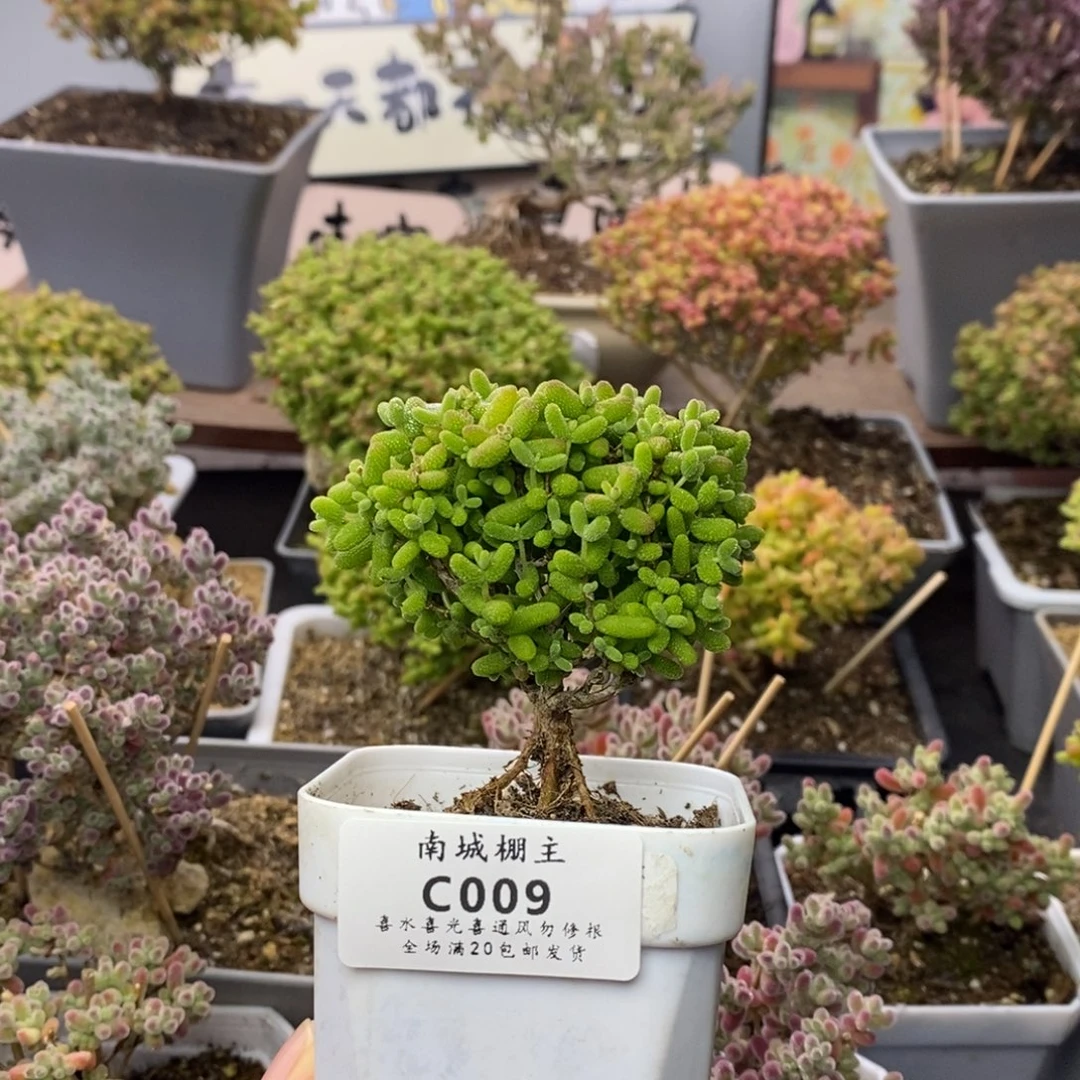 009金桔糖球枝干番杏