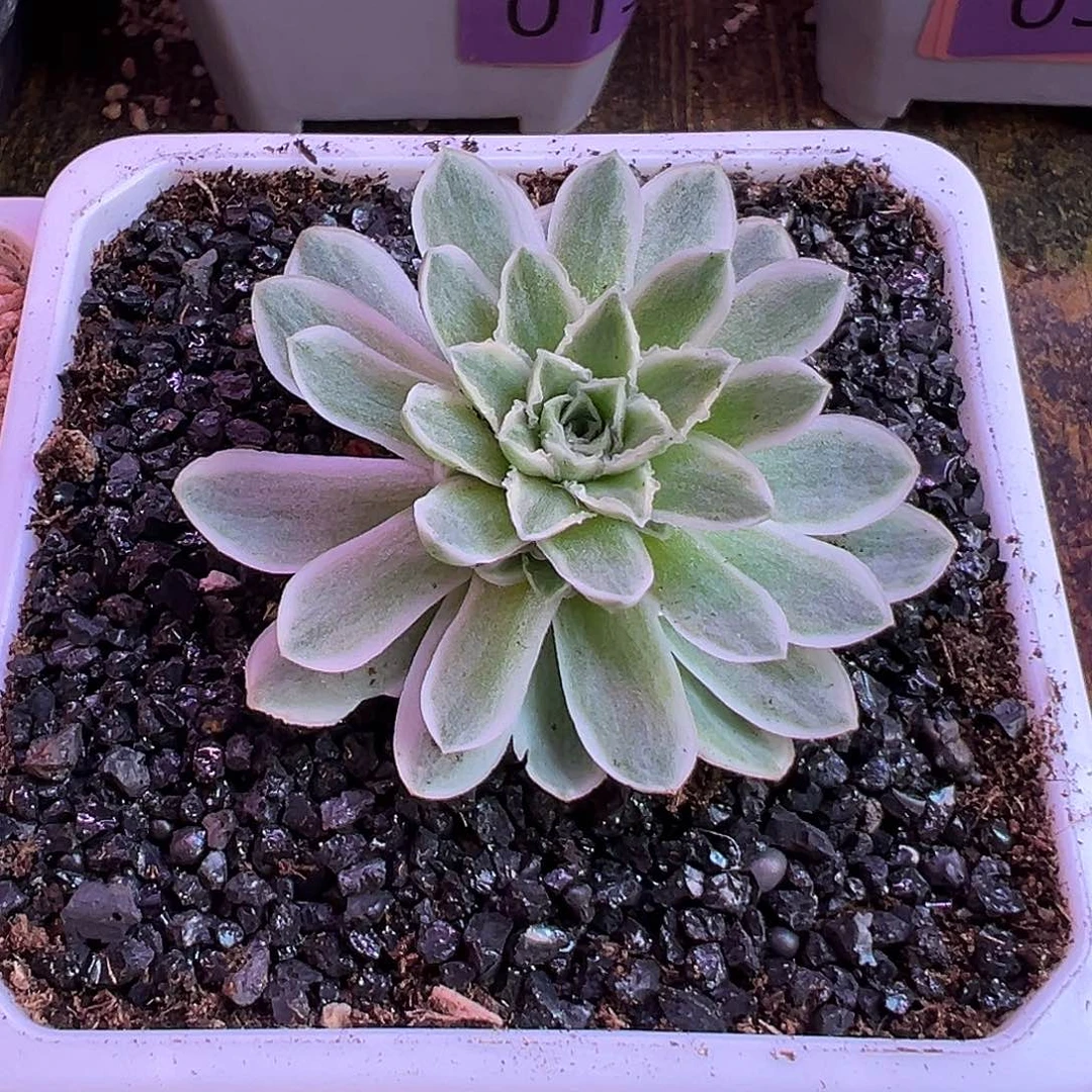 山地玫瑰锦秋夕100号