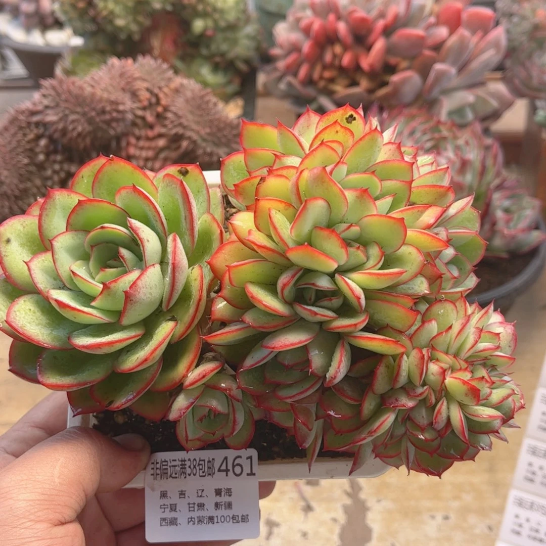 461牡丹亭缀德华多肉