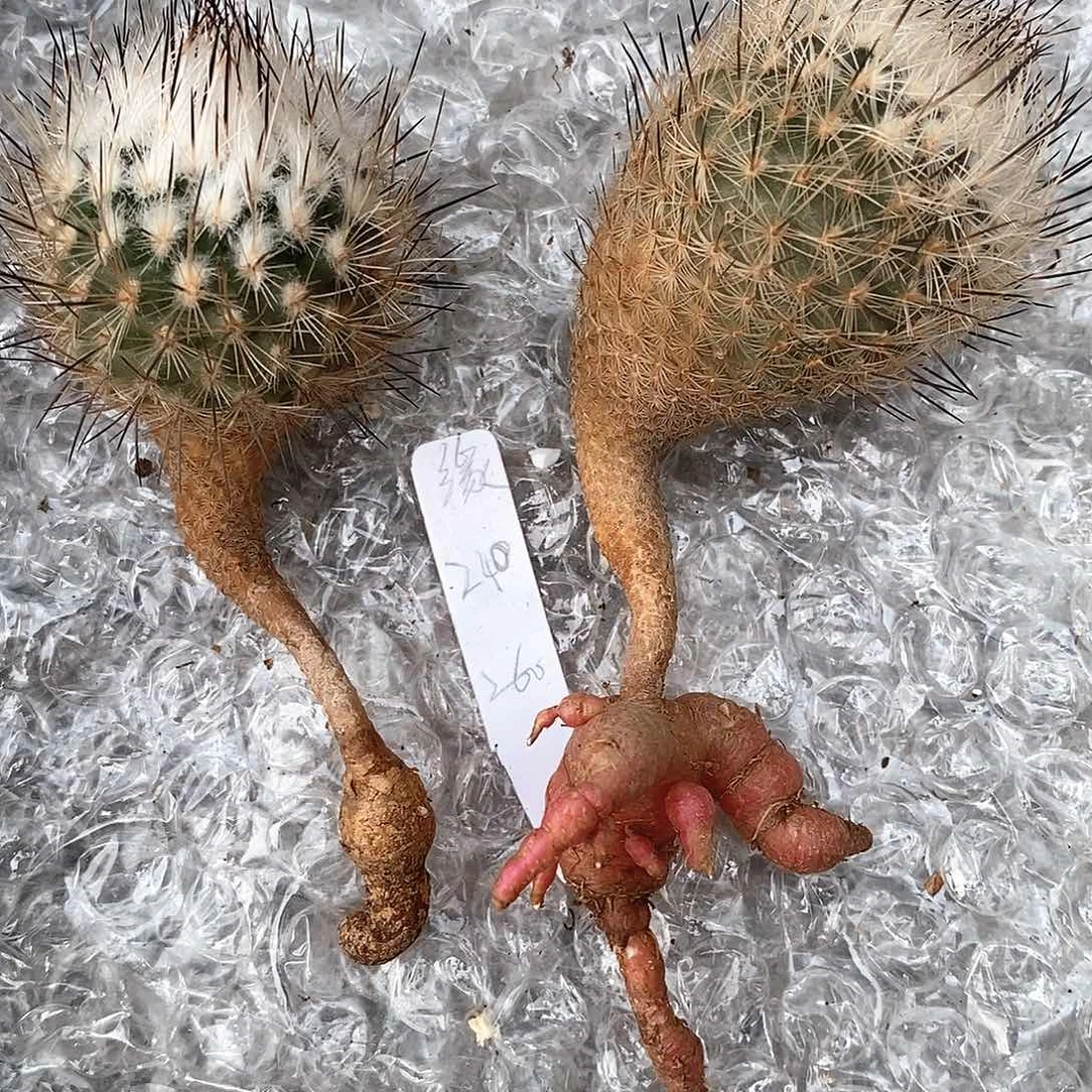 缘****）美珍玉实生仙人球