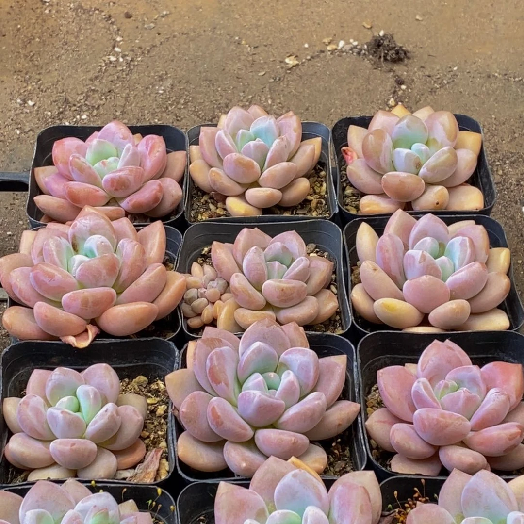 243的人在一起了。我是