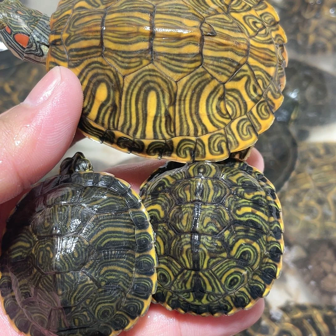 宠物龟不分公母1格2耳错甲