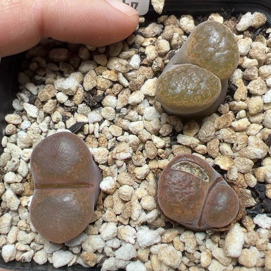 【闪购商品】102……