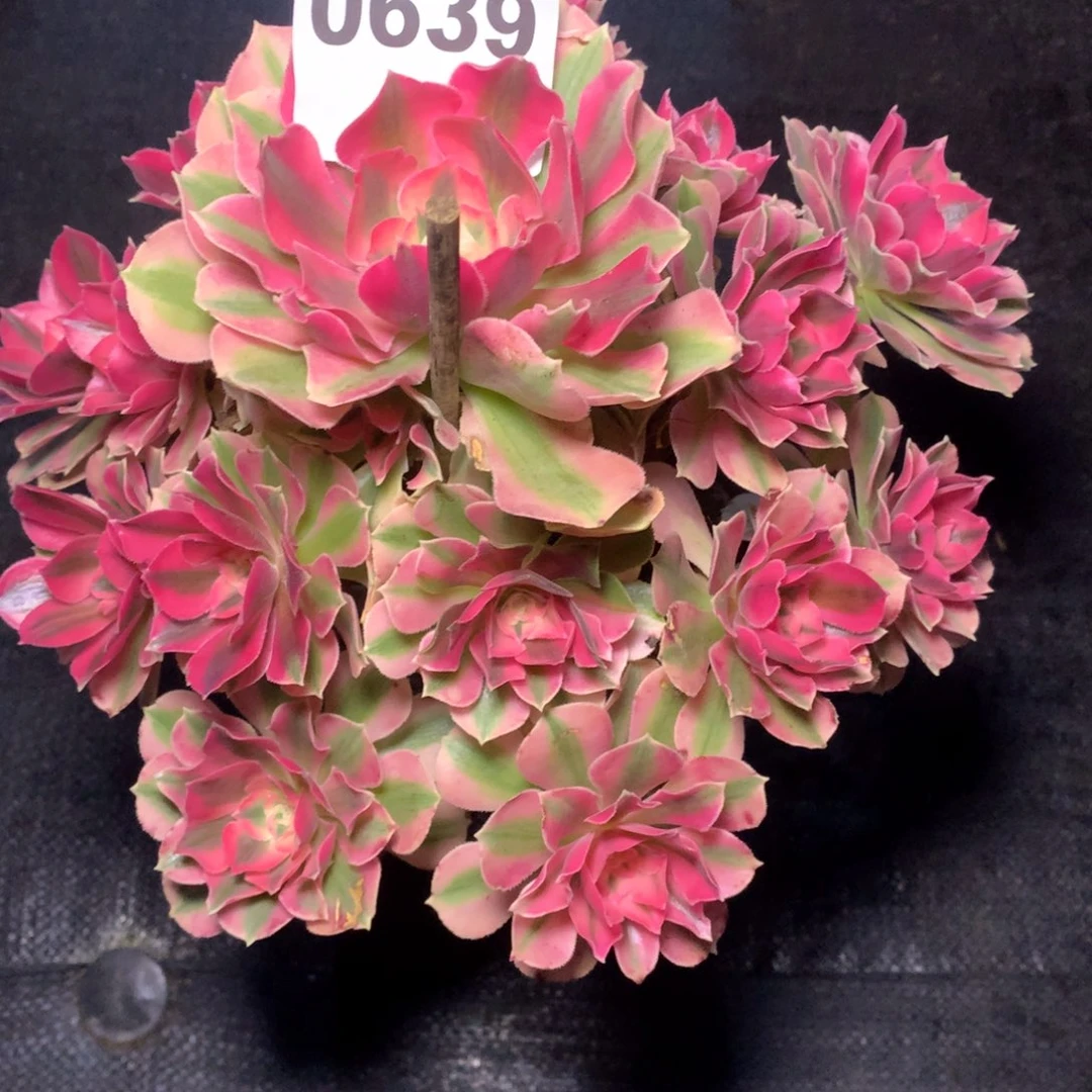 粉女巫639法师多肉植物2300000