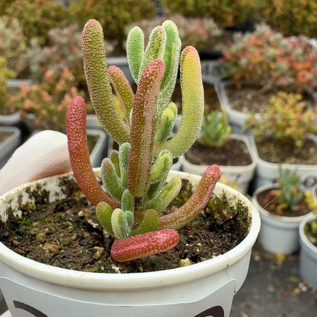 319琉璃花花拉丝锦