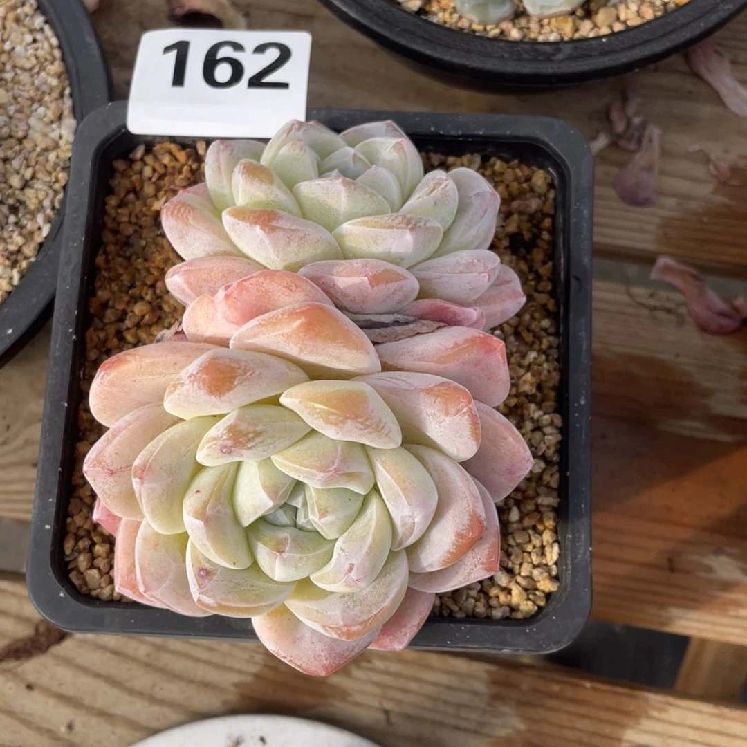 留*。多肉冰玉多头162