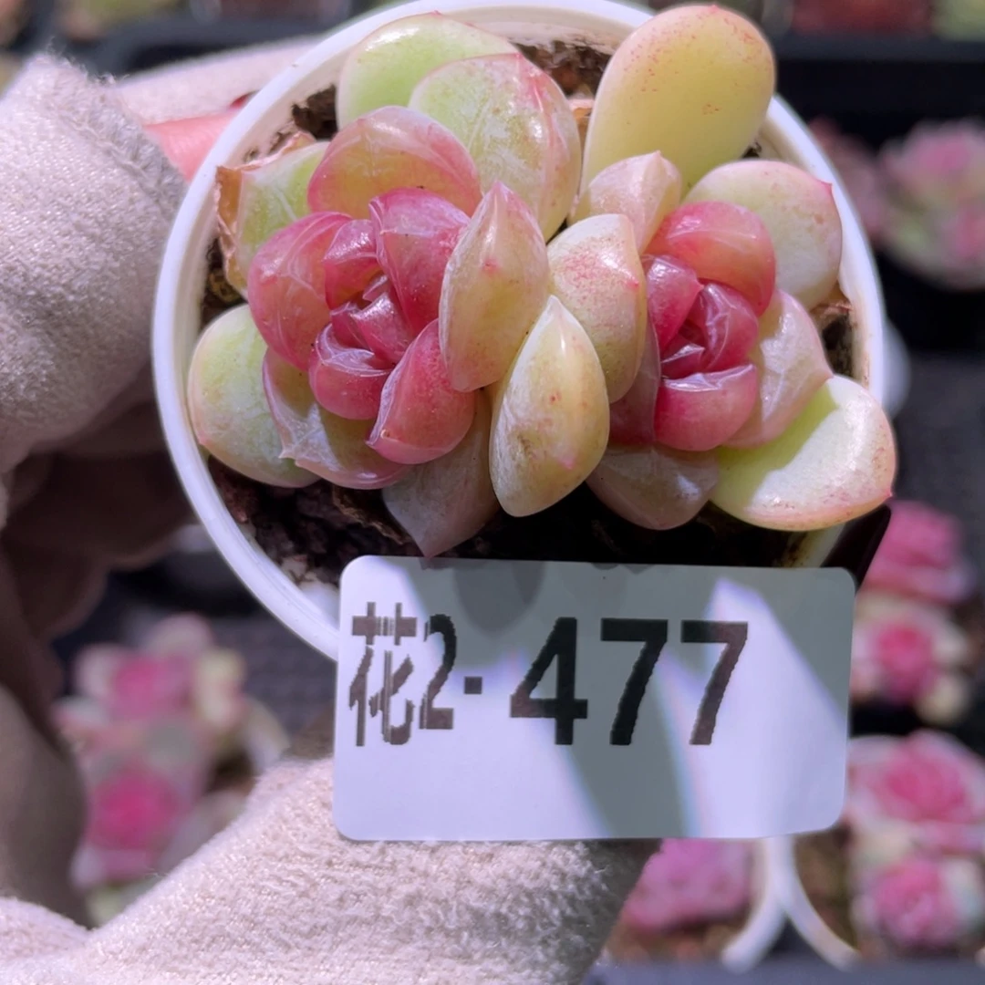 花利美2-477新品双头