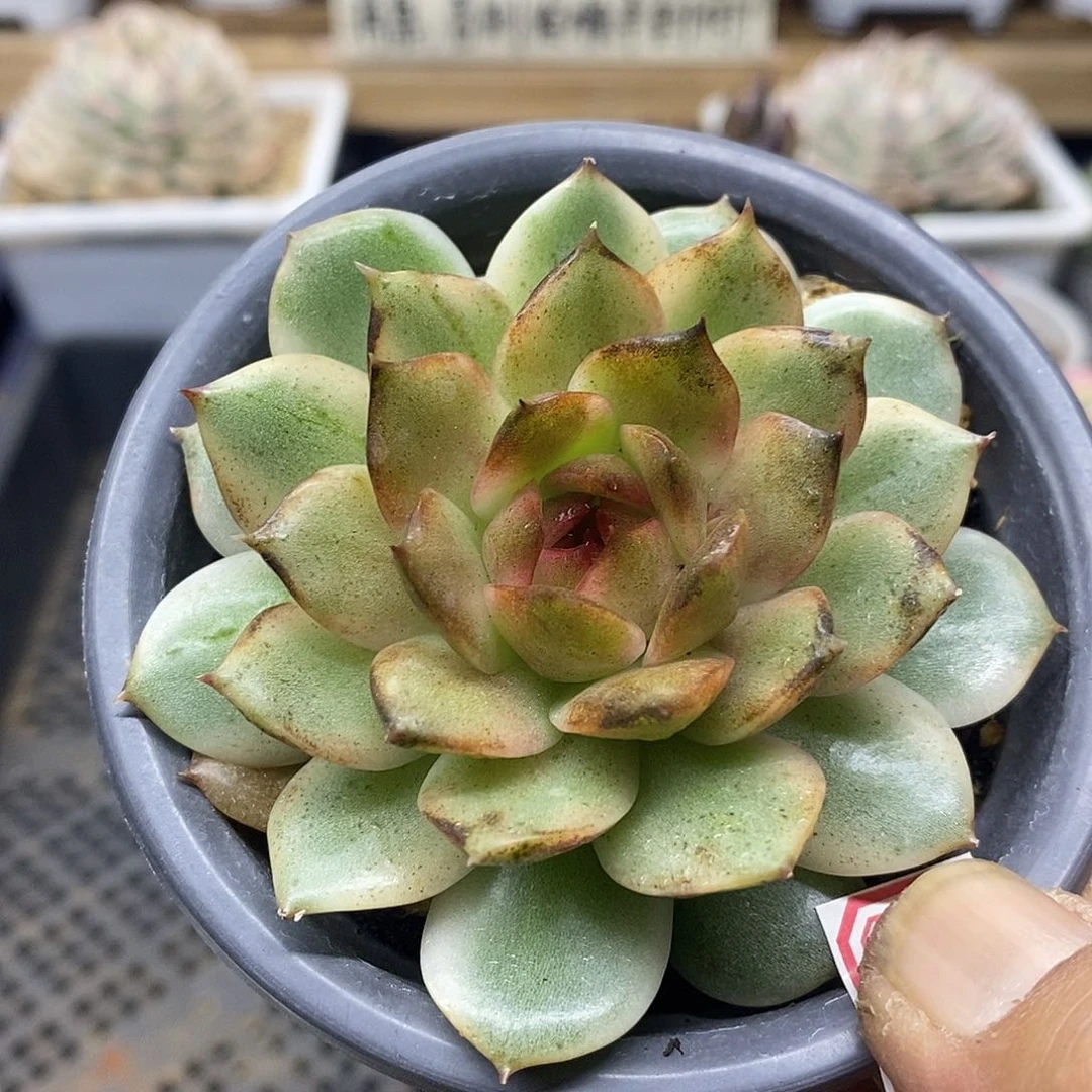 0607 绿水晶覆轮锦