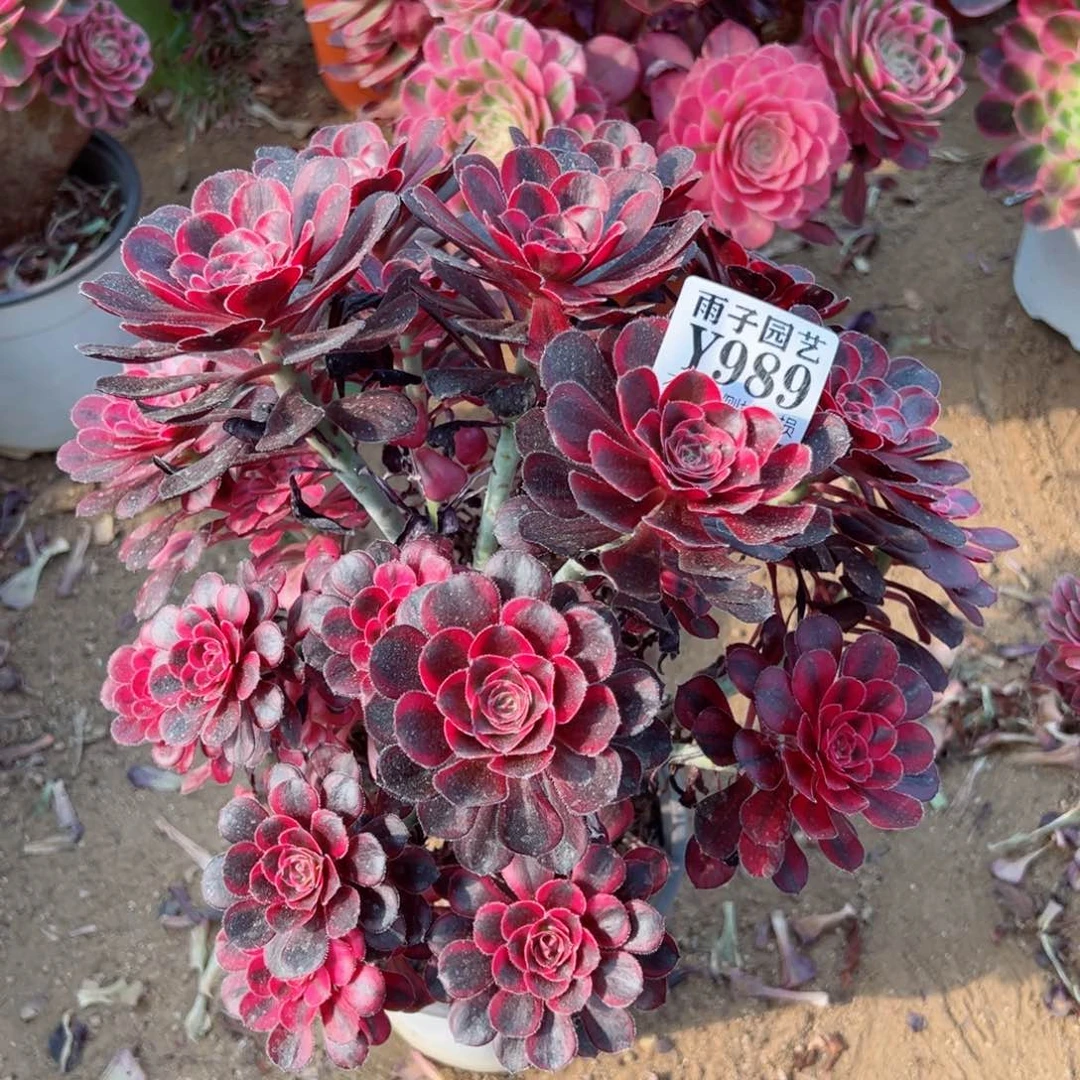 989香奈儿尺寸25左右