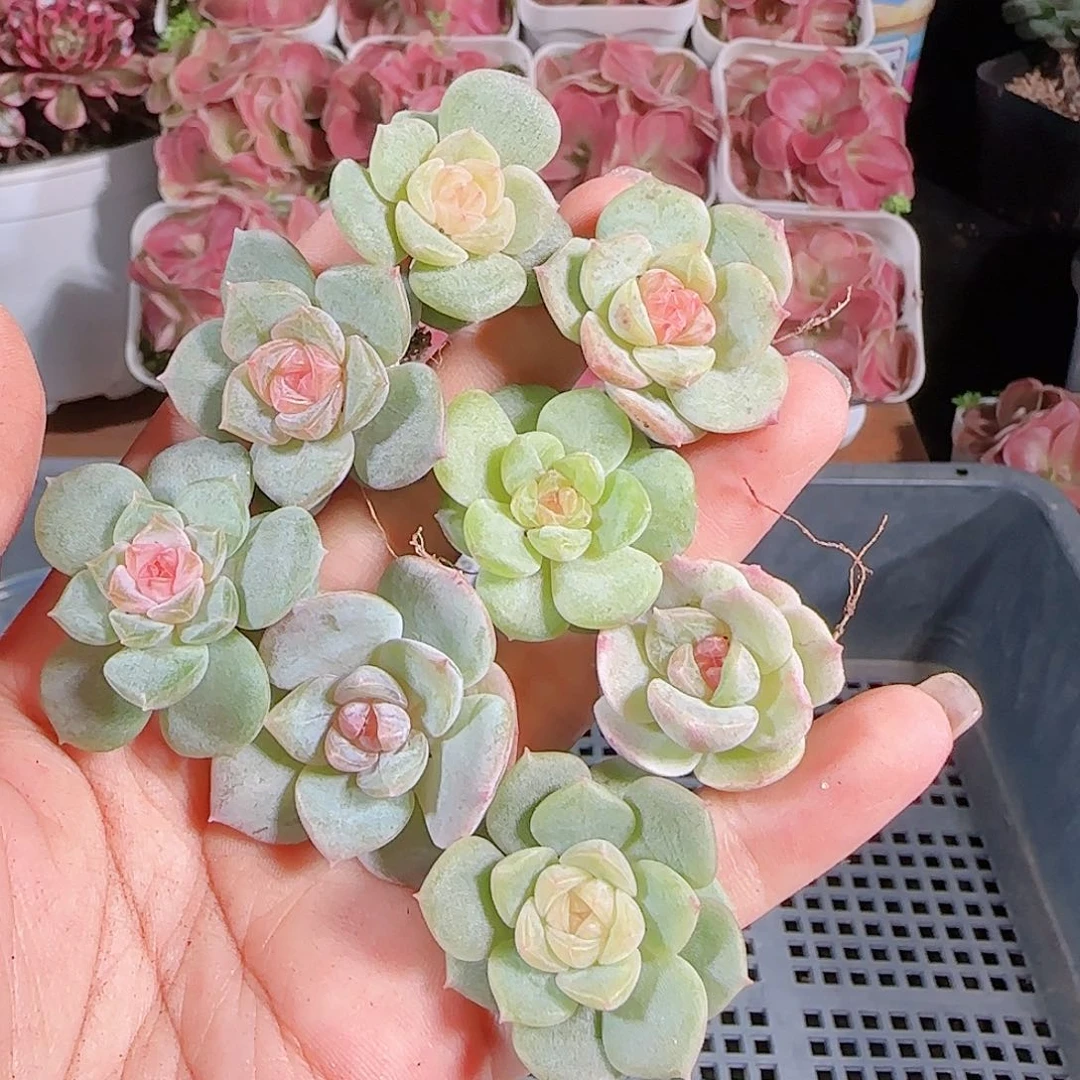 0711,--49糖心珍妮
