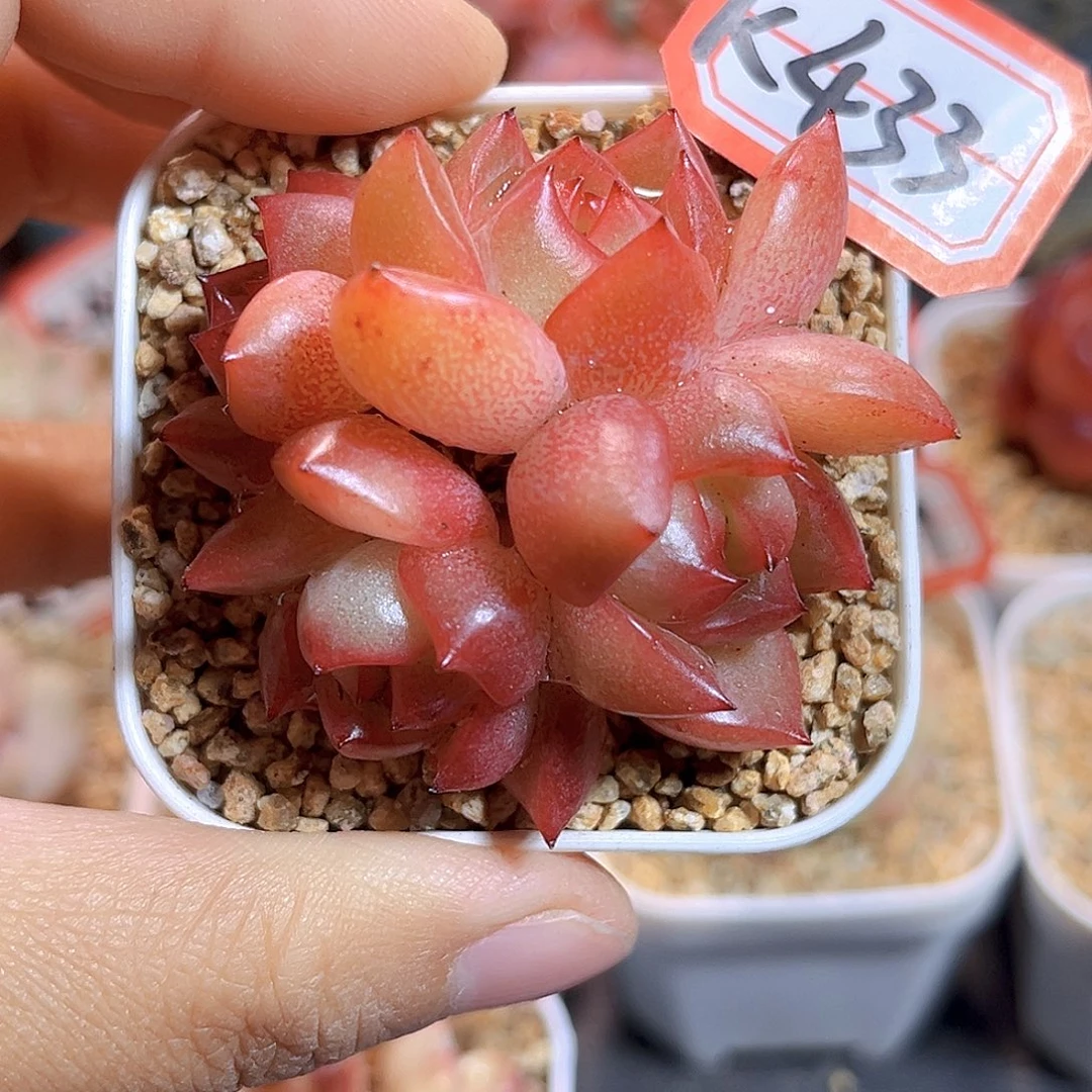 K433 新品珍妮 满18包邮