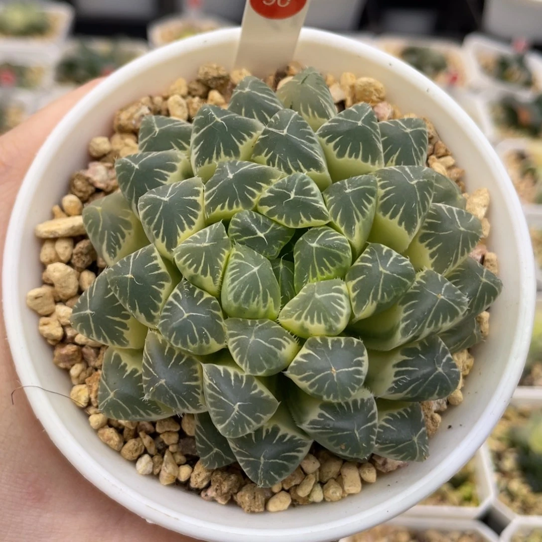 90 别系糊斑母本 111111