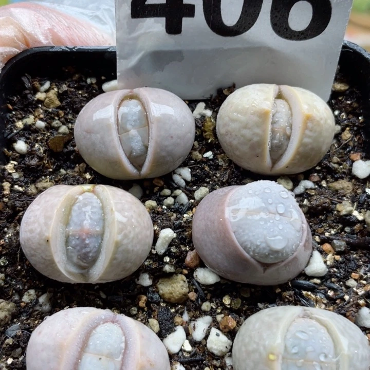 406高尔夫带盆l l l l l l