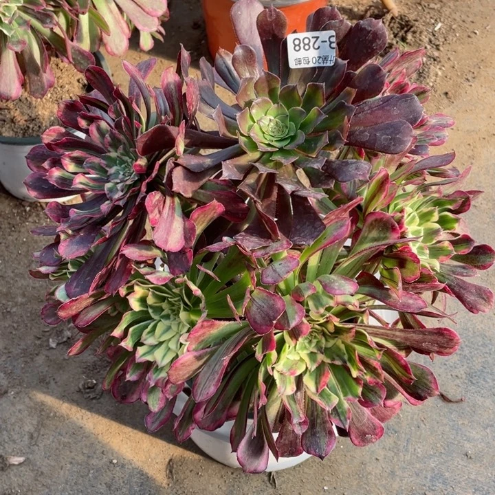 288铜花顺多肉123445789