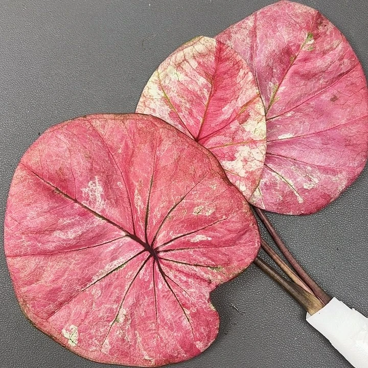 10-0802阿鲁哇现货发