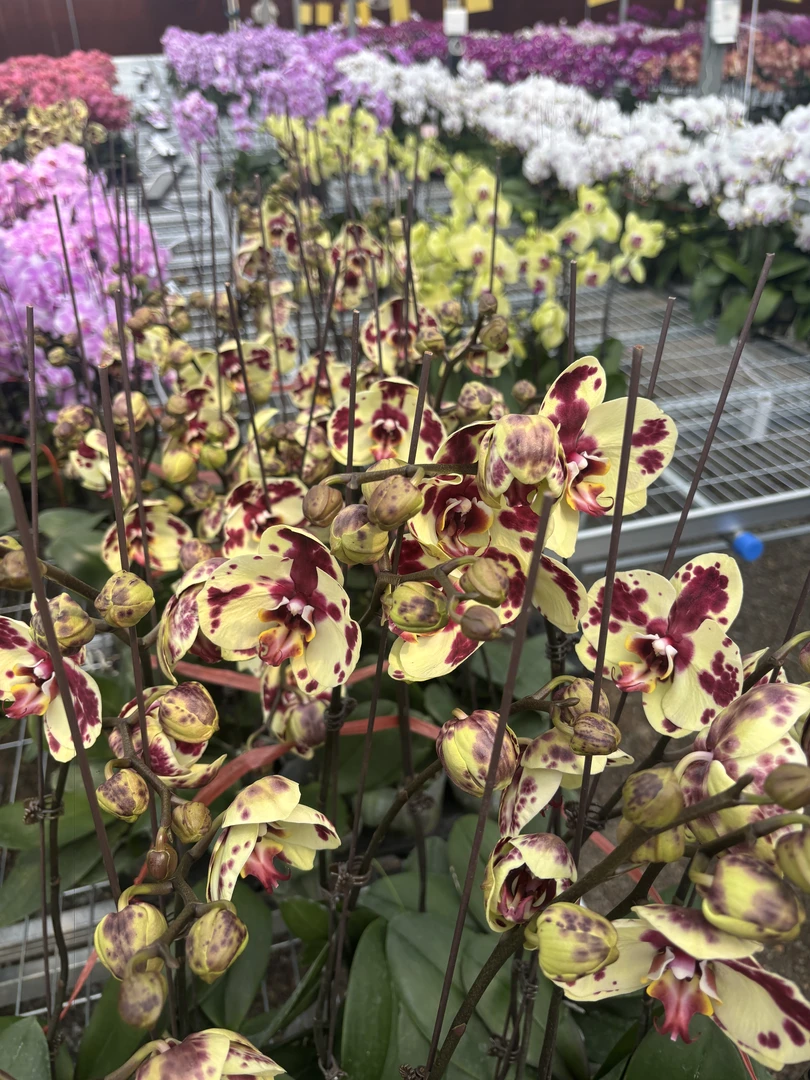 兰屿 LYSLAND【金雕3.0寸】蝴蝶兰鲜花盆栽