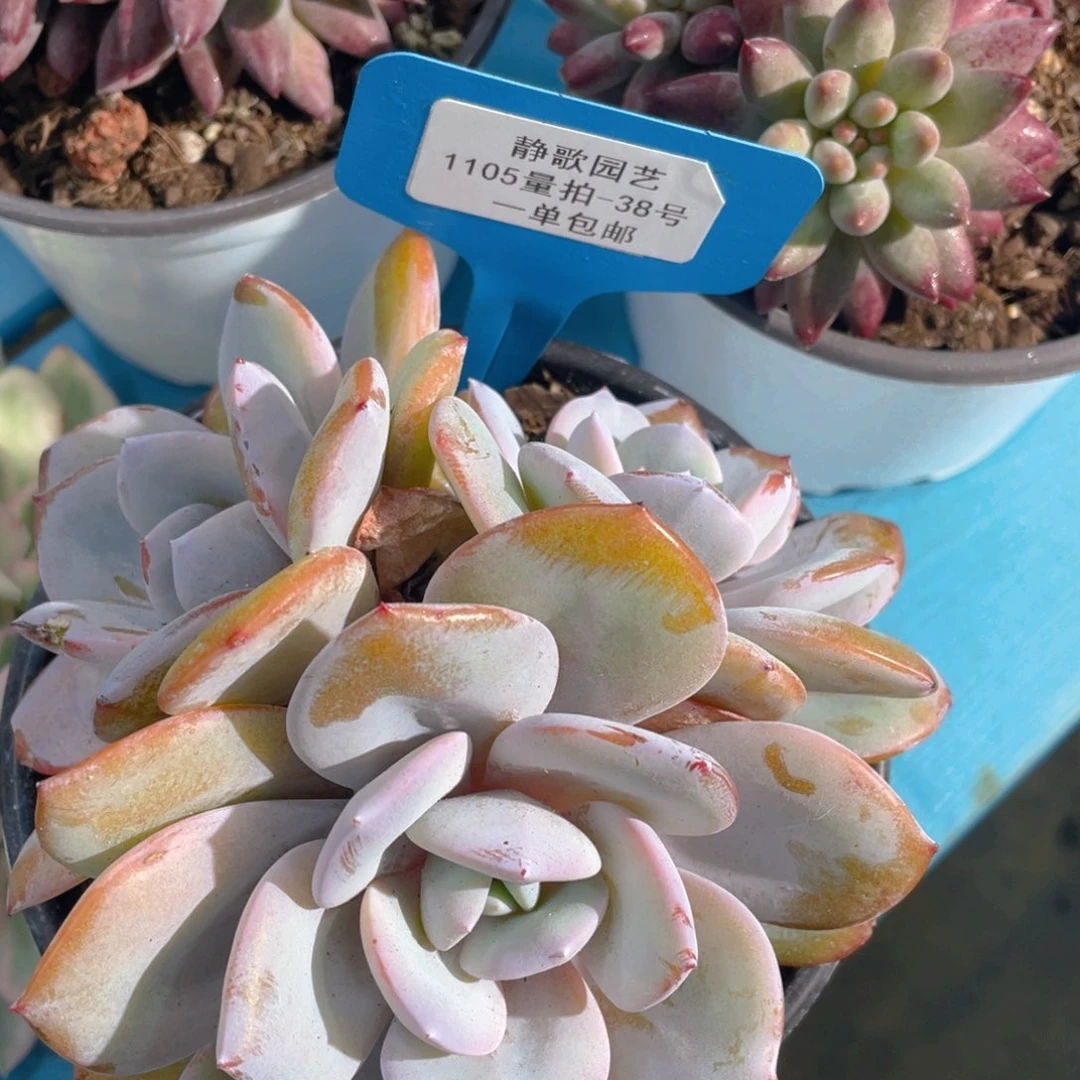 1105-38-韩版奶茶群生老桩