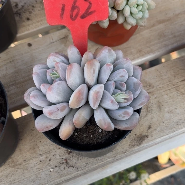 香水多肉植物162