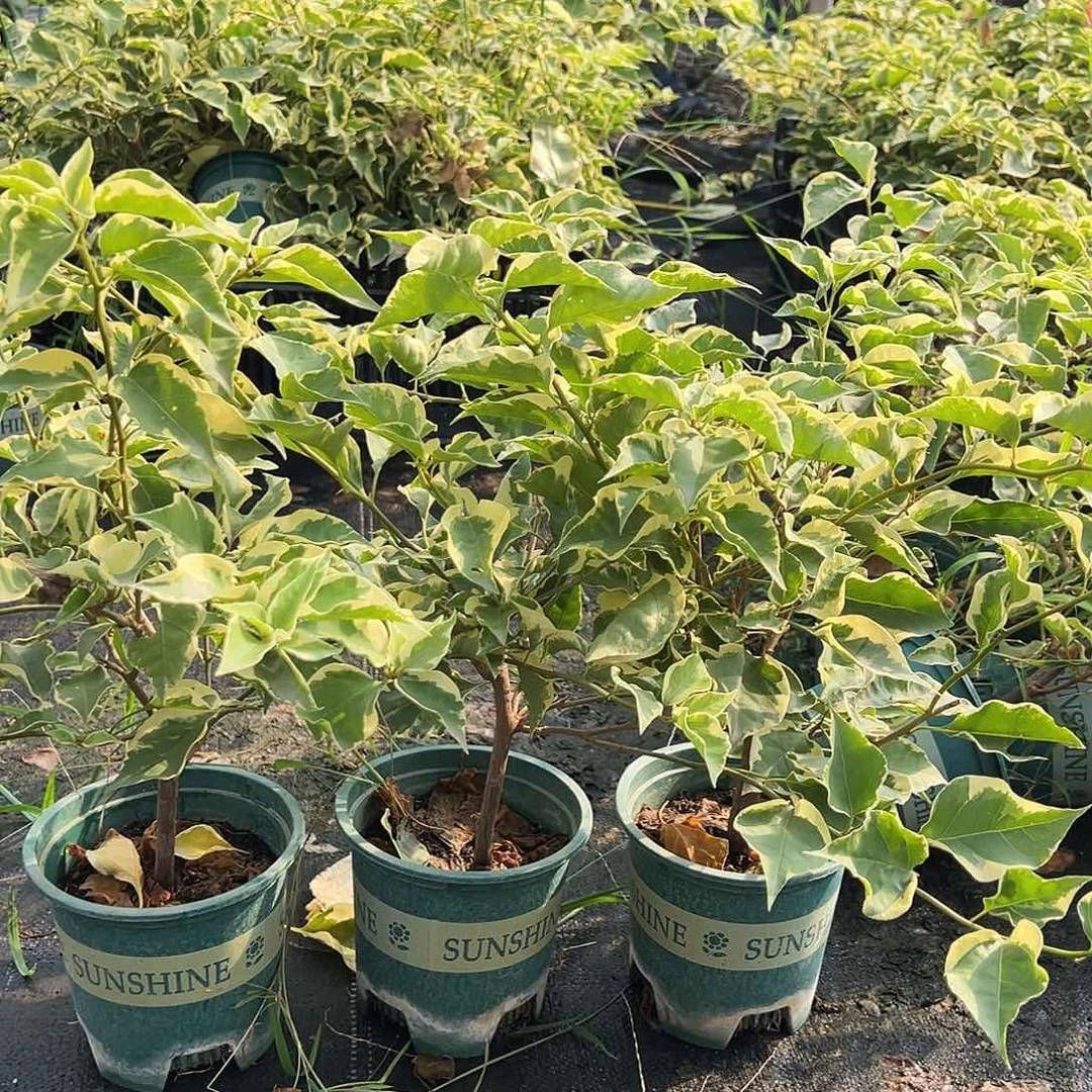 大部分花苞少量开放蜡染粉掌中宝一颗