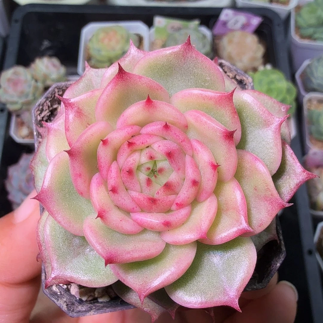 玉玲珑单头下播福利