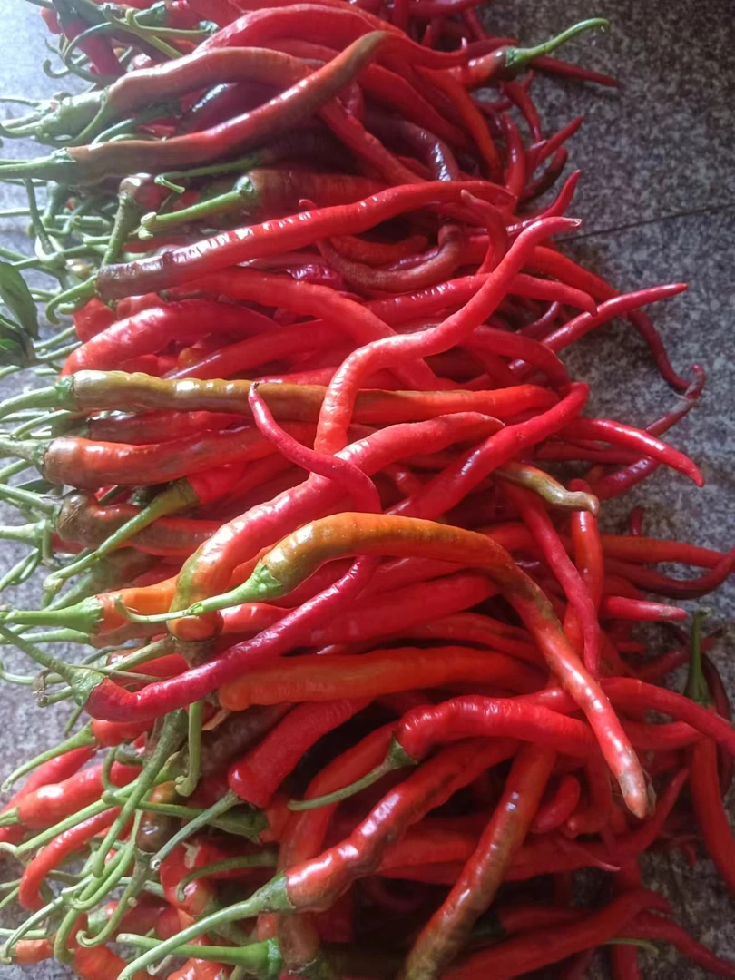 湖南本地新鲜红辣椒中高辣适合剁椒炒菜等多种用途