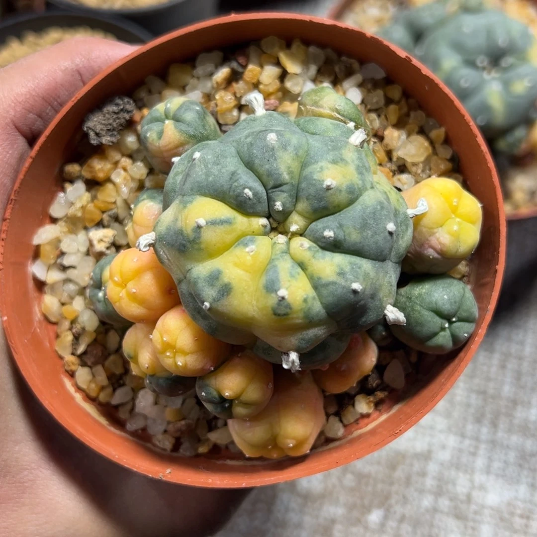 锦2。               y