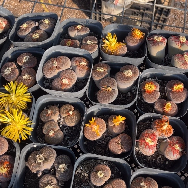 三头日轮888888888