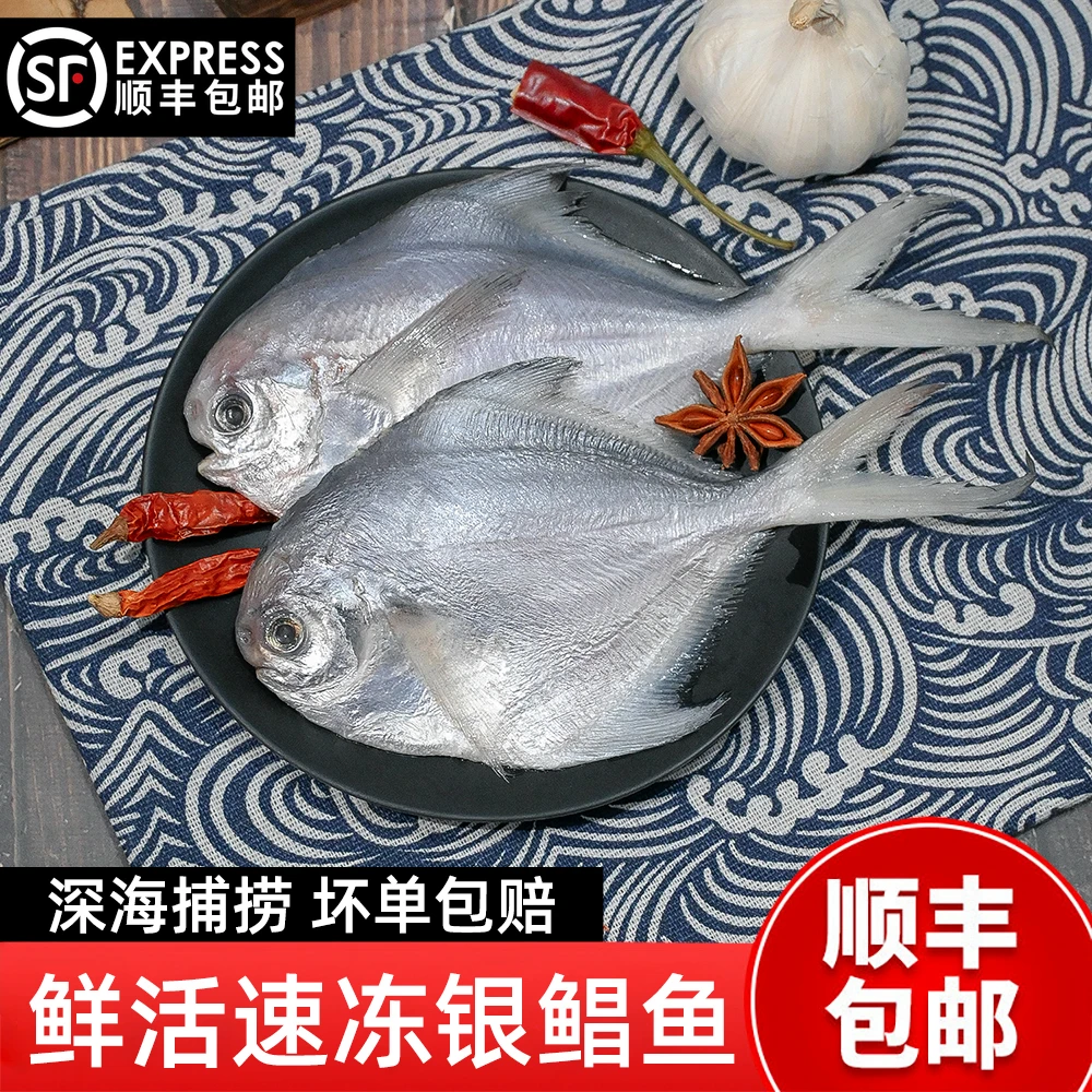 新鲜银鲳鱼冰鲜鲳鱼小鲳鱼冷冻海鲜水产鲜美海鱼昌鱼鲳鱼速冻生鲜