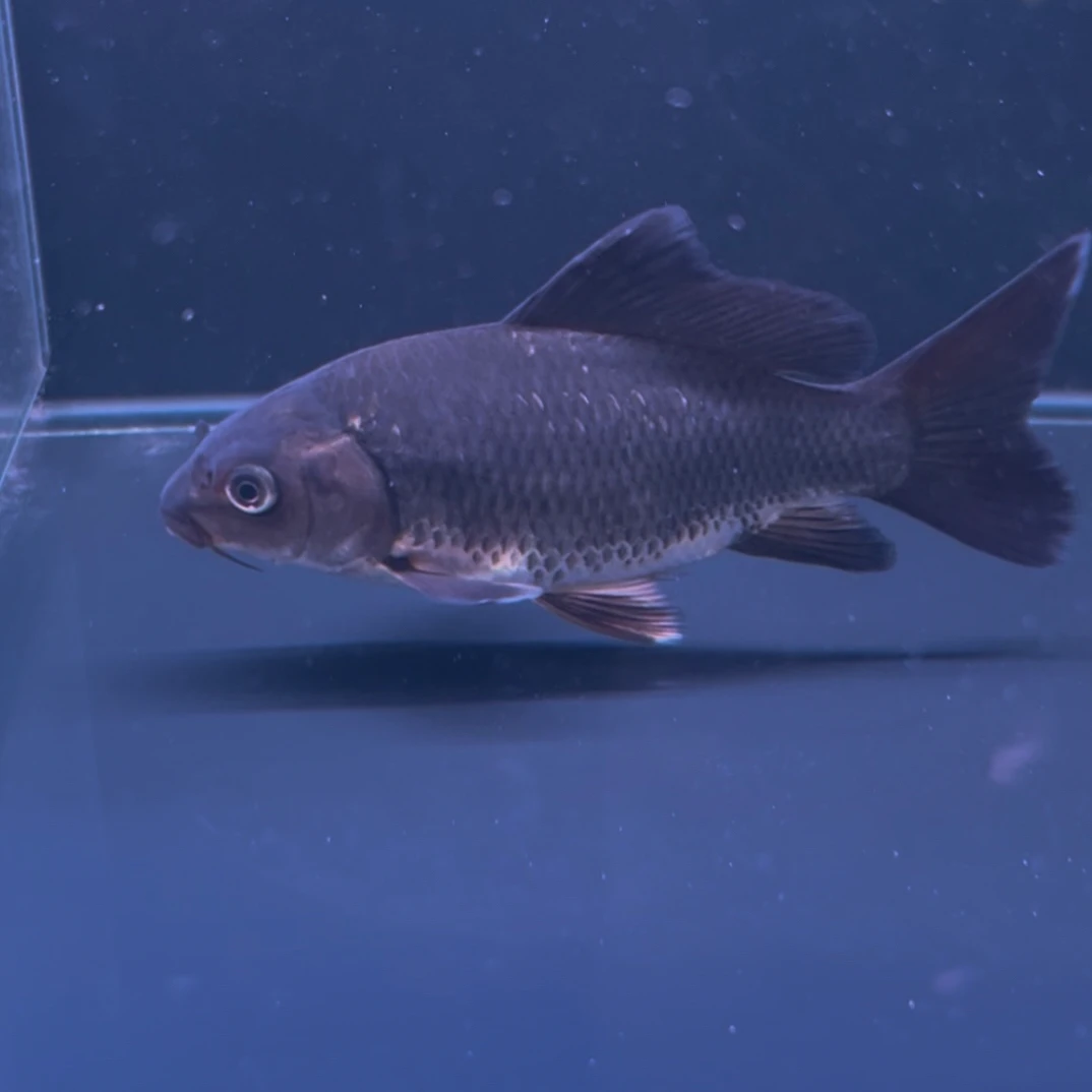 精品黑白海豚猫蝴蝶鲤 不分公母 大鳍大尾