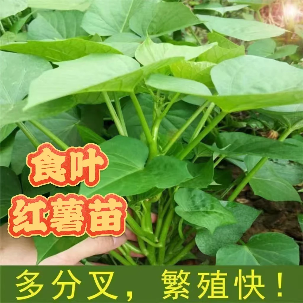 食叶型薯苗专吃叶子红薯种苗新鲜地瓜叶好吃食用红薯苗子细腻口感