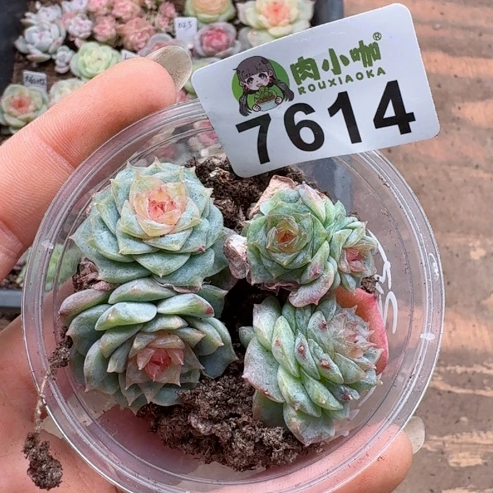 蕾多肉植物多肉植物