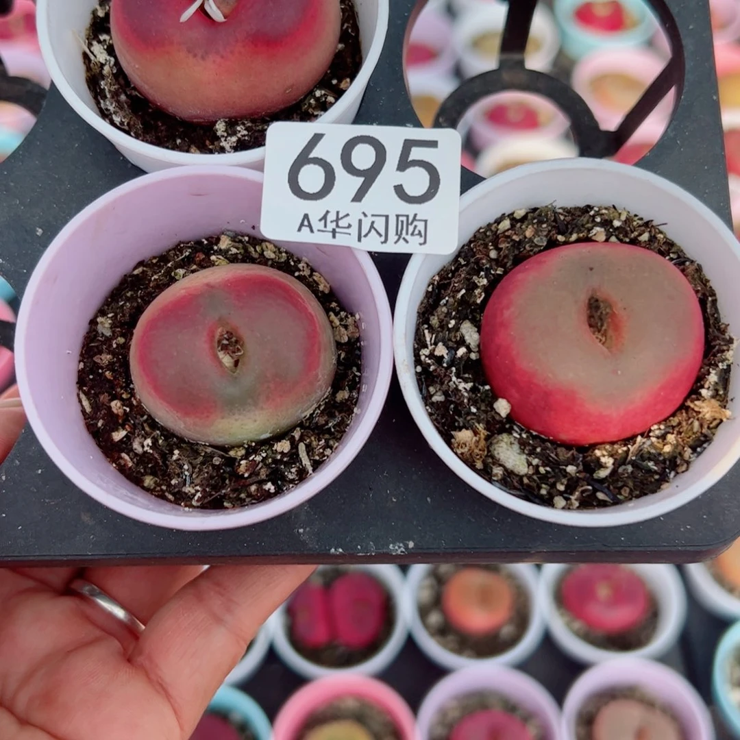 ✨****^我很喜欢这个A695