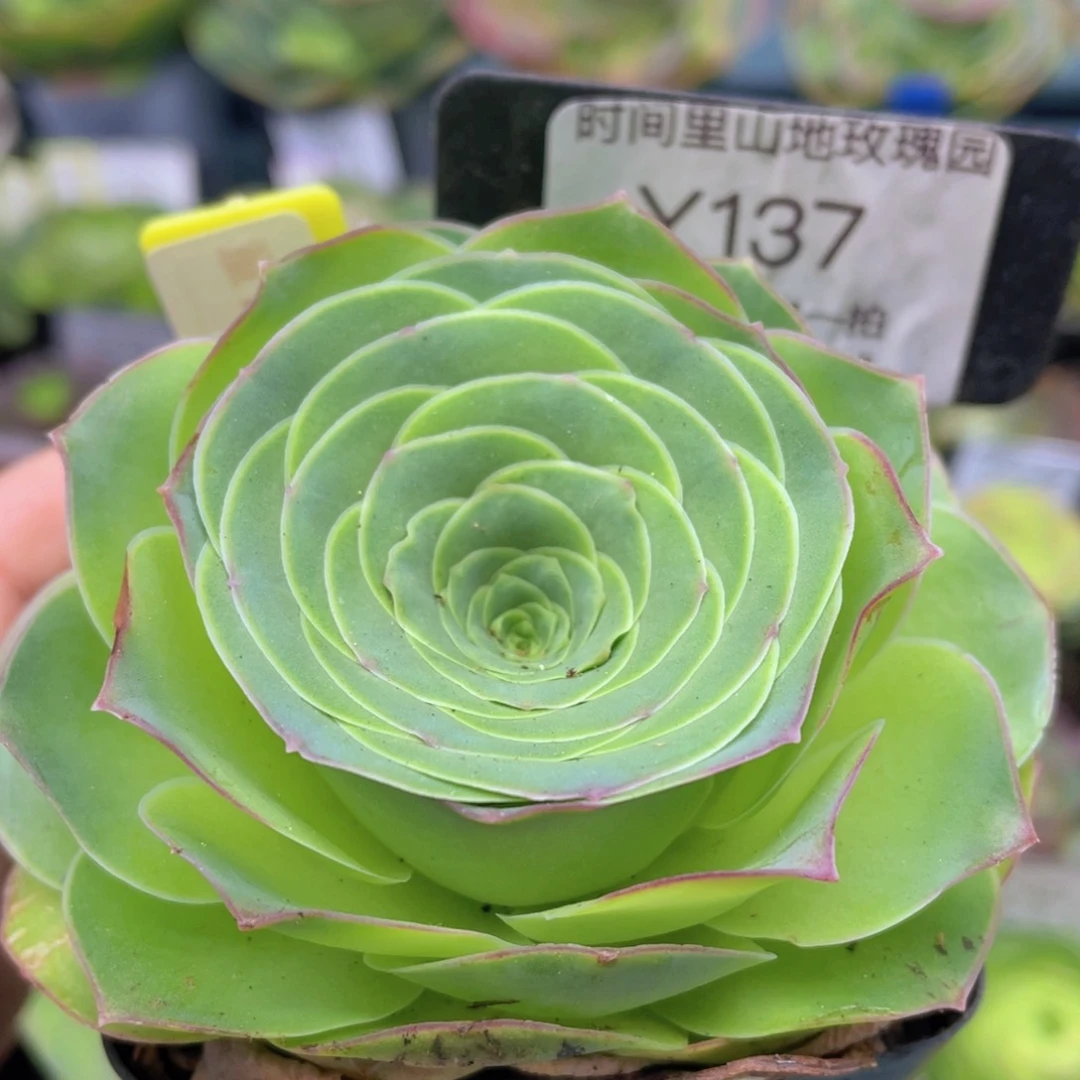 童话气球一物一拍137